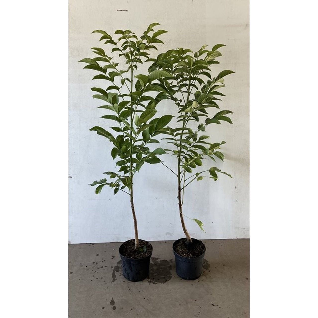 Valnöt – Juglans regia - C5 100-125 CM